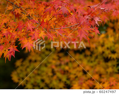 京都の紅葉 60247497