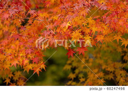 京都の紅葉 60247498