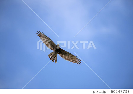 サシバ サシバ 60247733