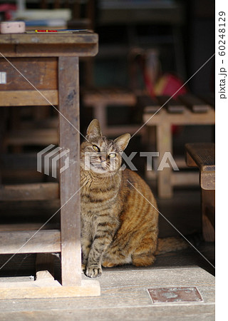 校舎に住む猫 60248129