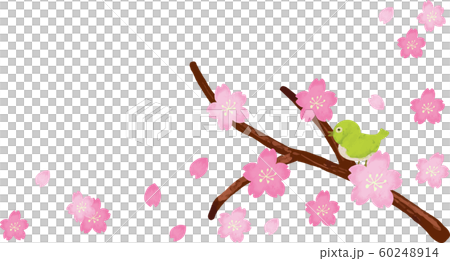 桜 メジロ 枝フレームのイラスト素材 60248914 Pixta