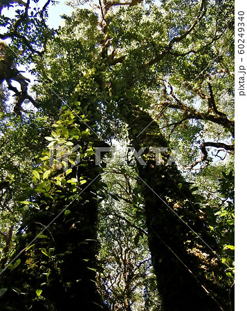 Big Trees in Doi Inthanon is the highest mountain in Thailand with the height of 2565 metres above sea level. It is part of the Himalayan Mountain System Big Trees in Doi Inthanon is the highest mountain in Thailand with the height of 2565 metres above sea level. It is part of the Himalayan Mountain System 60249340