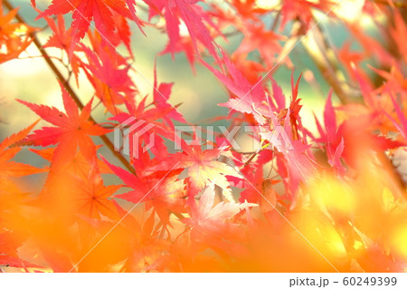 紅葉 60249399