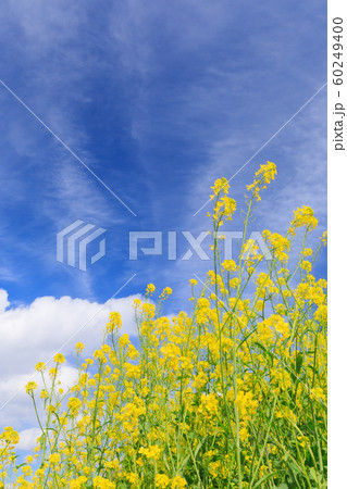 快晴に映える菜の花畑 60249400