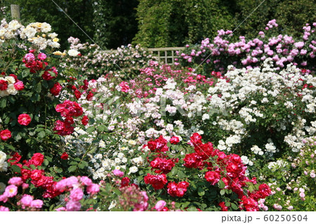 薔薇の絨毯 薔薇の絨毯 60250504