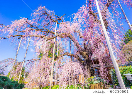 慈雲寺の枝垂桜 イトザクラ 【山梨県】 慈雲寺の枝垂桜 イトザクラ 【山梨県】 60250601