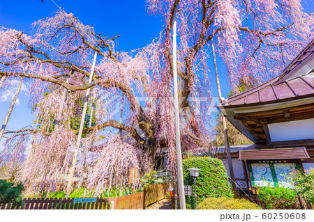 慈雲寺の枝垂桜　イトザクラ　【山梨県】 60250608