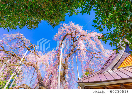 慈雲寺の枝垂桜 イトザクラ 【山梨県】 慈雲寺の枝垂桜 イトザクラ 【山梨県】 60250613