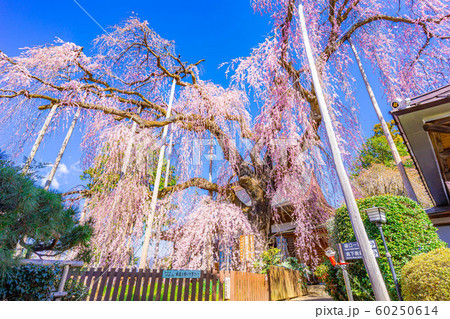 慈雲寺の枝垂桜　イトザクラ　【山梨県】 60250614