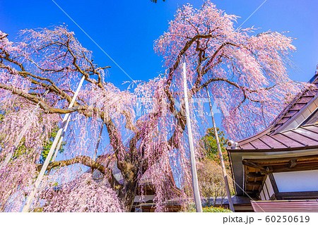 慈雲寺の枝垂桜　イトザクラ　【山梨県】 60250619
