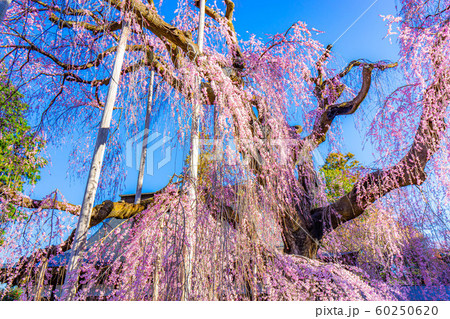 慈雲寺の枝垂桜　イトザクラ　【山梨県】 60250620