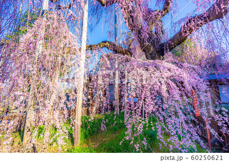 慈雲寺の枝垂桜　イトザクラ　【山梨県】 60250621