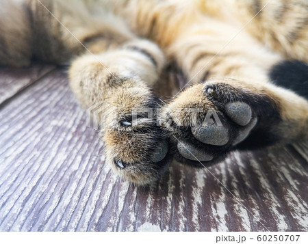 Cat feet - Close up of foot and claw cat paws 60250707
