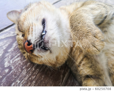 cute cat sleeping - close up portrait of young 60250708