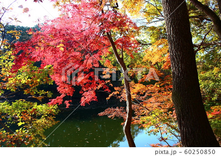 神奈川県秦野市震生湖の紅葉 神奈川県秦野市震生湖の紅葉 60250850