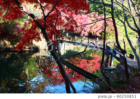 神奈川県秦野市震生湖の紅葉 神奈川県秦野市震生湖の紅葉 60250851