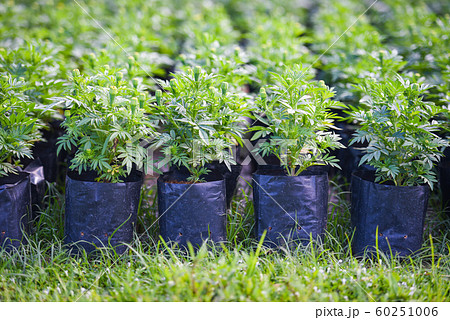 marigold plant tree in black plastic bag in the marigold plant tree in black plastic bag in the 60251006