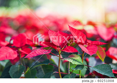 Poinsettia Christmas traditional flower 60251008