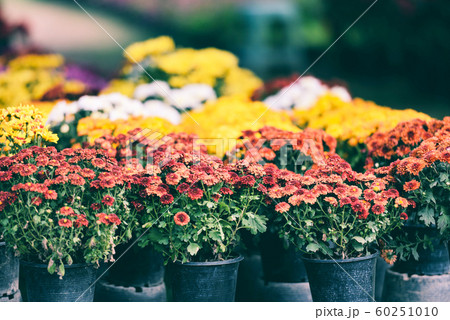 autumn garden chrysanthemum blossomin in pot - 60251010