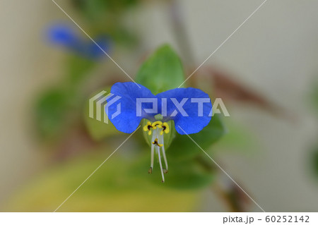 Asiatic dayflower Asiatic dayflower 60252142