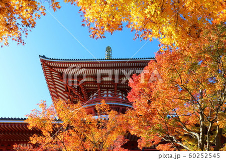 紅葉 成田山新勝寺 平和大塔 千葉県成田市田町の写真素材