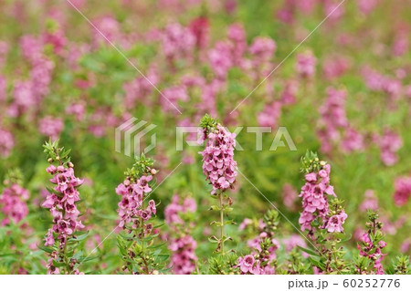 Pink Flower Field at Rama 9 Park in Bangkok 60252776
