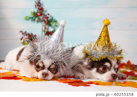 Two adorable chihuahua dogs wearing a New Year conical hat. 60255358
