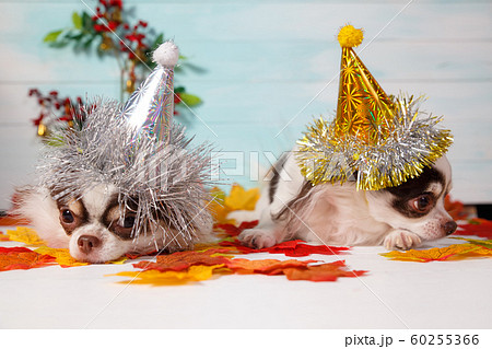 Two adorable chihuahua dogs wearing a New Year conical hat. Two adorable chihuahua dogs wearing a New Year conical hat. 60255366