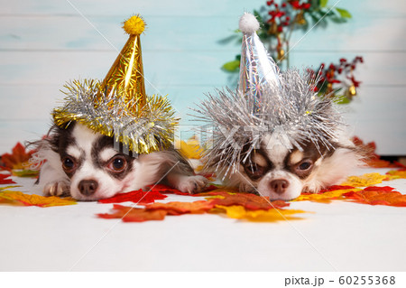 Two adorable chihuahua dogs wearing a New Year conical hat. 60255368