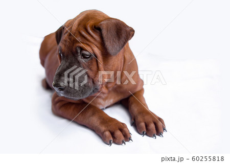 Pets, Puppy, Dog, Animal, Canine Pets, Puppy, Dog, Animal, Canine 60255818