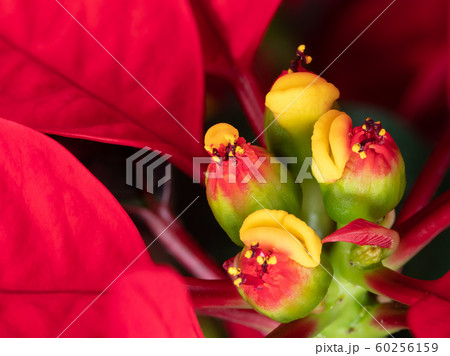 ポインセチアの蕾 60256159