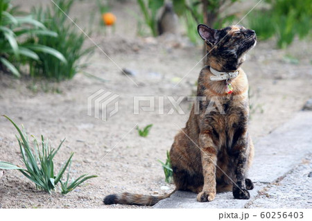 リラクゼーションするサビ猫 60256403