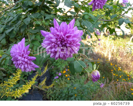 皇帝ダリア 60256739