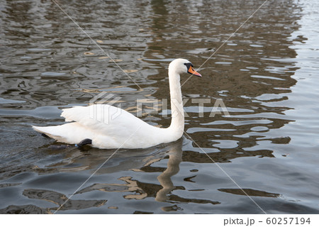 White swan swimming in the lake White swan swimming in the lake 60257194