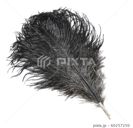 Black ostrich feather Black ostrich feather 60257250