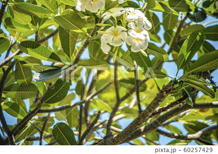 Jasmine flowers. 60257429