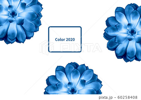 Pattern made blue beautiful succulent isolated on white background. Pattern made blue beautiful succulent isolated on white background. 60258408