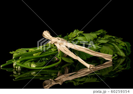 Flat leaf parsley isolated on black glass Flat leaf parsley isolated on black glass 60259354