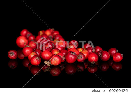 Wild red rowanberry isolated on black glass Wild red rowanberry isolated on black glass 60260426