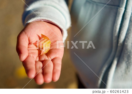 子供の手にタイワンフウ 紅葉 60261423