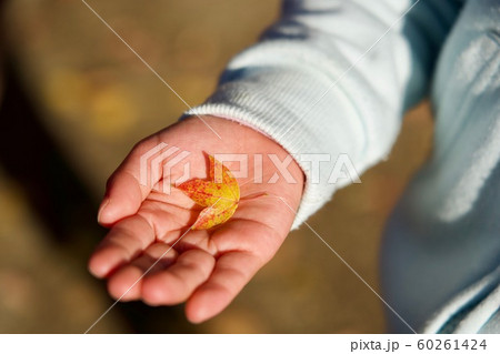 子供の手にタイワンフウ 紅葉 60261424