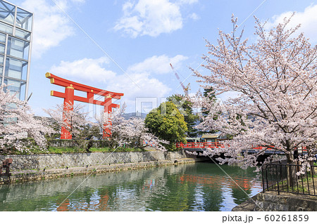 京都・平安神宮・大鳥居・春・満開の桜 60261859