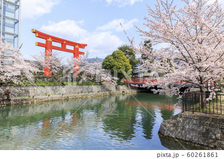京都・平安神宮・大鳥居・春・満開の桜 京都・平安神宮・大鳥居・春・満開の桜 60261861