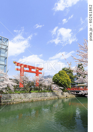 京都・平安神宮・大鳥居・春・満開の桜 京都・平安神宮・大鳥居・春・満開の桜 60261862