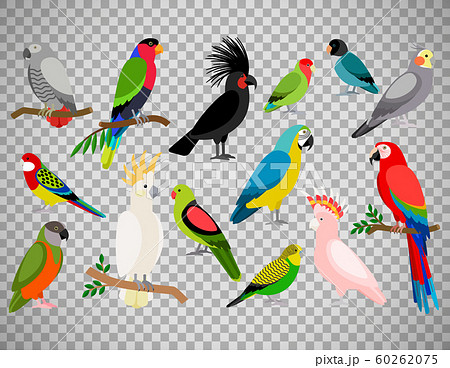 Tropical parrot set on transparent background 60262075