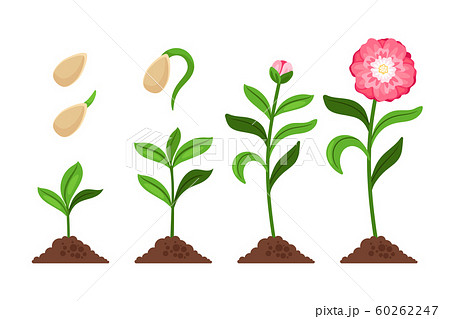 Pink flower growth process icons 60262247