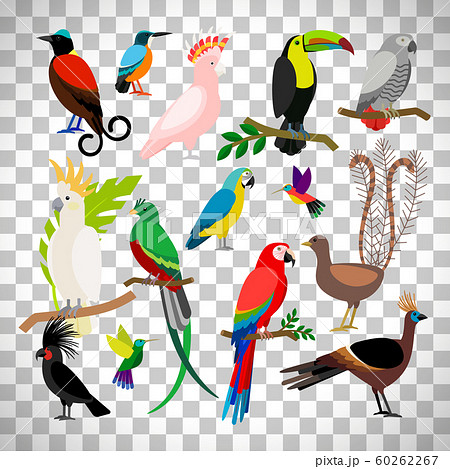 Exotic tropical birds on transparent background Exotic tropical birds on transparent background 60262267