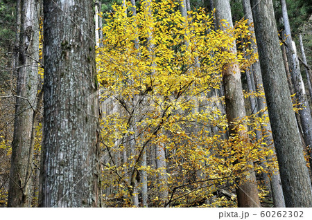 武甲山の紅葉 武甲山の紅葉 60262302