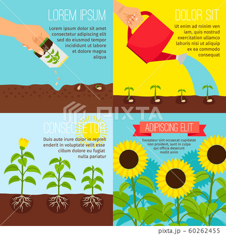 Planting process, growing sunflowers illustrations Planting process, growing sunflowers illustrations 60262455