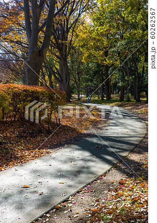 12月正午過ぎ埼玉県久喜菖蒲公園内ウォーキングロード 12月正午過ぎ埼玉県久喜菖蒲公園内ウォーキングロード 60262567